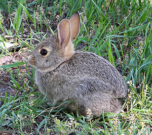 rabbit. Photo by Larry D. Moore; Creative Commons license from Wikimedia Commons