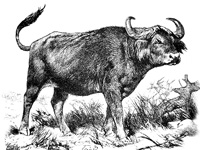 drawing of a cape buffalo