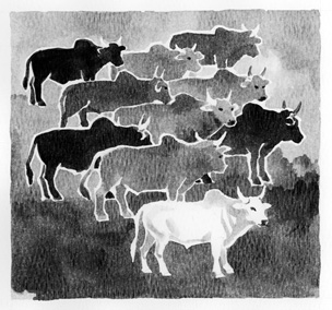 ten cattle, illustration by Ken Tunell